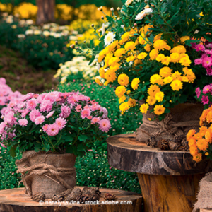 Bild von Blumenladen Uttenreuth